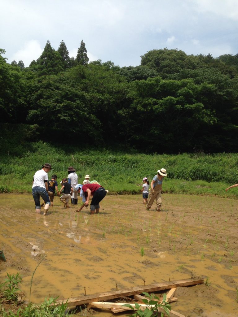 529田植え_9294